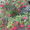 Jatropha integerrima.jpg