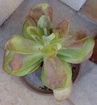 kalanchoe malade redim.jpg