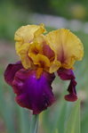 IMGP9649.JPG