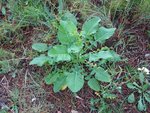 DSC00475 - Copie.JPG