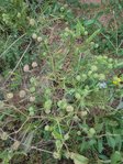 DSC01258 - Copie.JPG