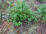 DSC00477 - Copie.JPG