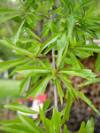 P1190619b.jpg