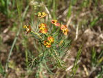 EUPHORBIA CYPARISSIAS détail.JPG