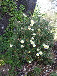 CISTE À FEUILLES DE SAUGES (Cistus salviifolius L.)...JPG