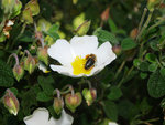 CISTE À FEUILLES DE SAUGES (Cistus salviifolius L.) détail.JPG