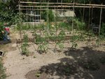 tuteurs tomates cages.jpg
