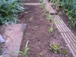 Courgettes et plus loin, poivrons et aubergines.