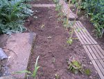 Courgettes et plus loin, poivrons et aubergines.