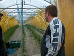 1 des serres tomates.jpg