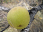pecher10.2008.001.jpg