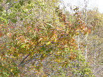 pecher10.2008.002 061.jpg