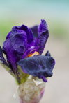 Local color