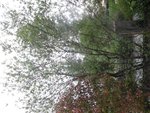 SAM_3458 - Copie.JPG