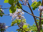 DSC00077.jpg