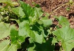 IMG_20170511_125846.jpg
