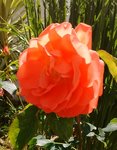 IMG_20170511_125057.jpg