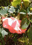 IMG_20170511_125040.jpg