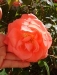 IMG_20170511_125012.jpg