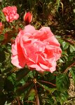 IMG_20170511_124954.jpg