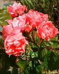 IMG_20170511_124930.jpg