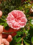 IMG_20170511_124850.jpg
