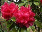 Rhodo Britannia92.JPG