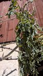 IMG-20170422-WA0001.jpg