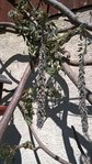IMG-20170422-WA0002.jpg