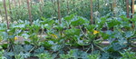 Courgettes.jpg