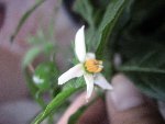 voila la fleur