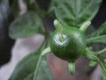 le fruit