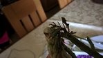 WP_20170513_08_26_58_Pro.jpg