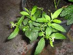 la plante entiere