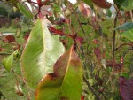 IMG_2264_.jpg