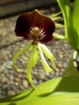 imgp2772_prosthechea_cochleata.jpg