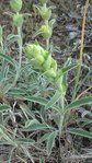 Phlomis fruticosa 1.JPG