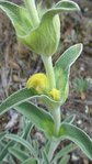 Phlomis fruticosa 2.JPG