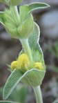 Phlomis fruticosa 3.JPG