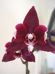 phal.jpg