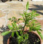 Plante à identifier A.jpg
