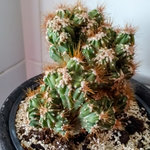 Cereus140517-1.jpg