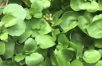 plante.png
