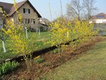 FORSYTHIAS.jpg