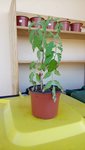 Tomate.JPG