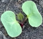 IMG_20170515_184538.jpg