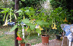 PA140001.gif