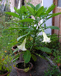 P8280005.gif