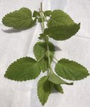 Plante 4.jpg