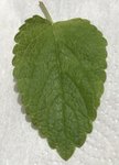 Plante 5.jpg